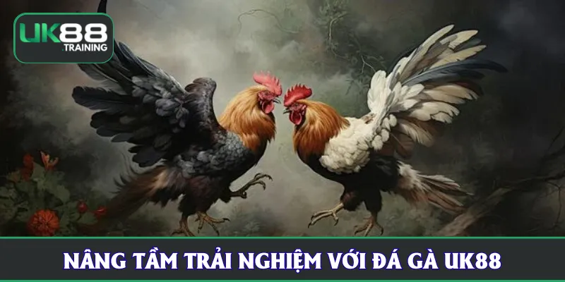 Nâng tầm trải nghiệm với đá gà UK88